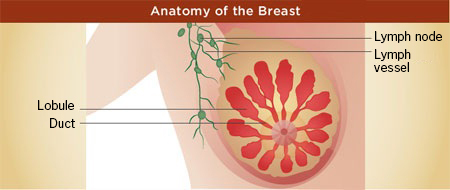 Anatomy of the Breast