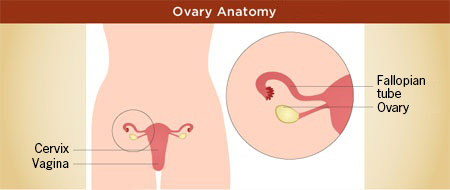 Ovary Anatomy
