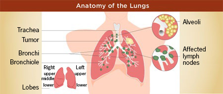 Anatomy of Lungs